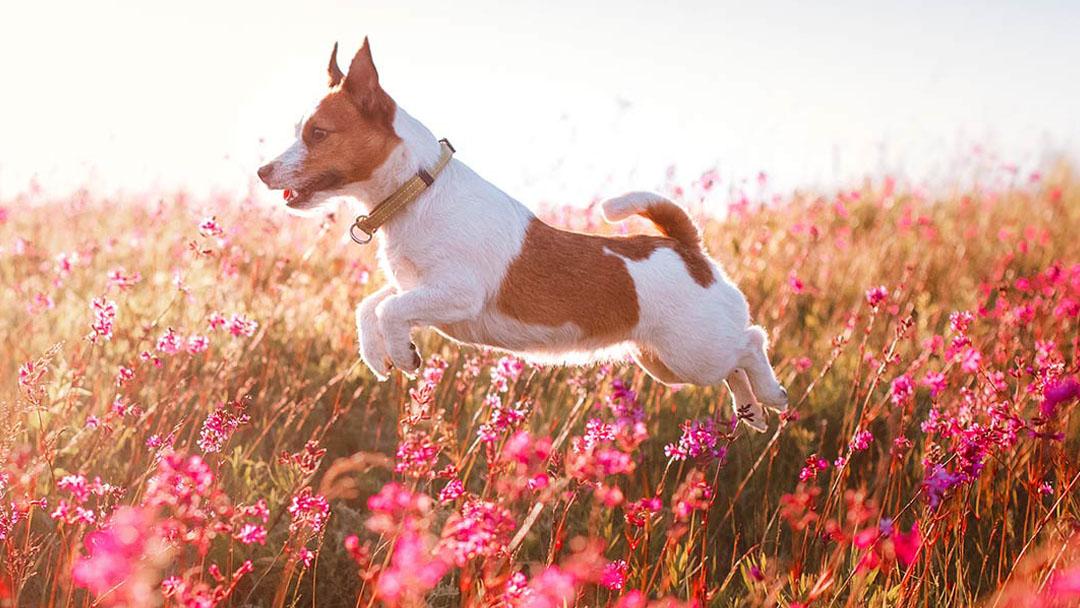 Anaheim Hills Pet Clinic — Veterinarian in Anaheim, CA