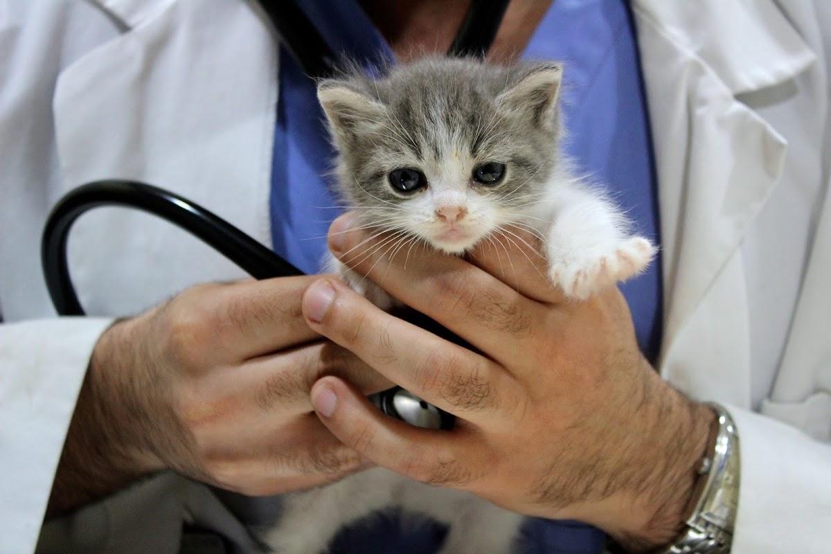 Cottage Pet Hospital — Veterinarian in Anaheim, CA