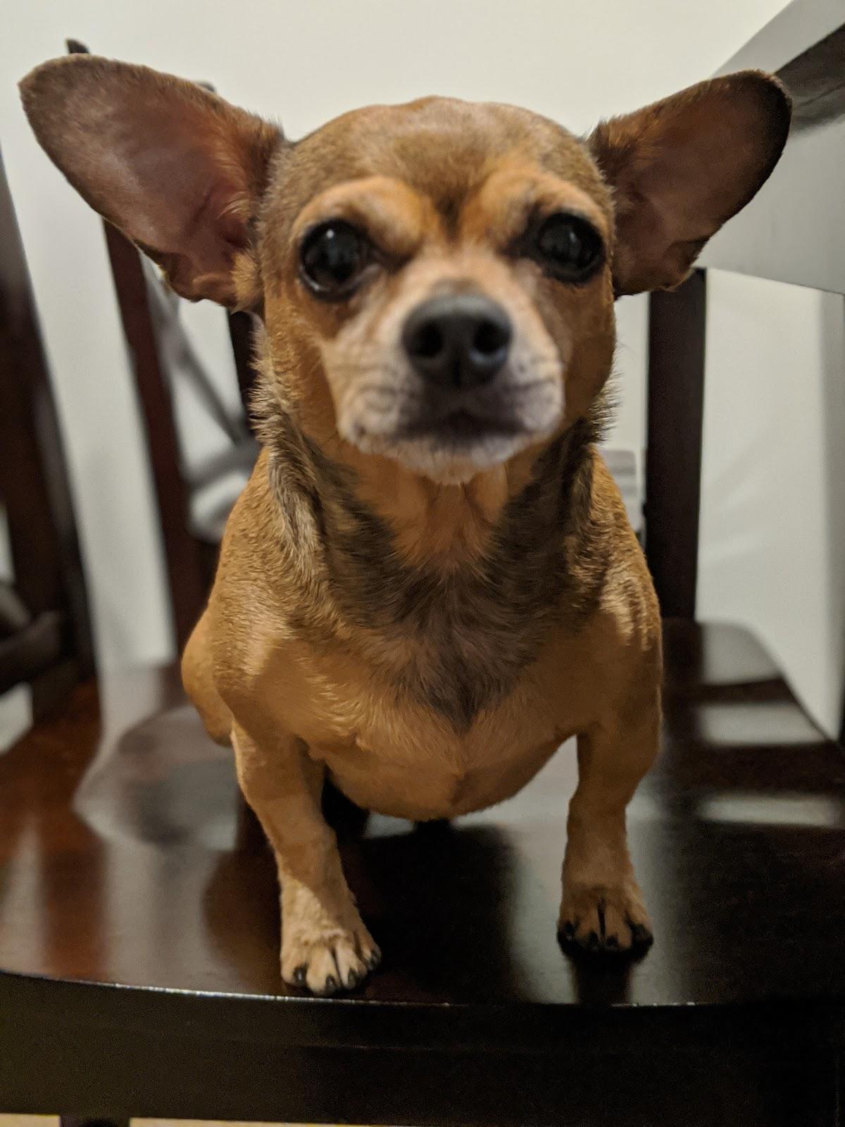 Katella Animal Clinic — Veterinarian in Anaheim, CA