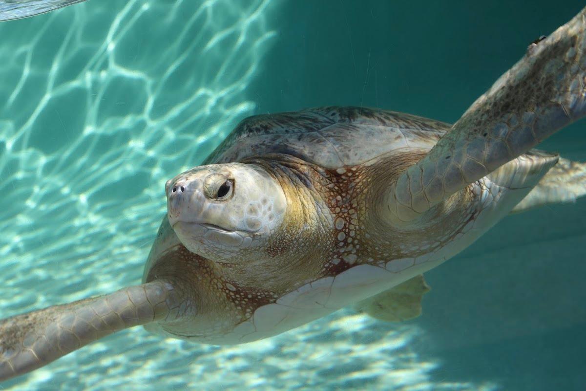 The Living Coast Discovery Center — in Chula Vista, CA